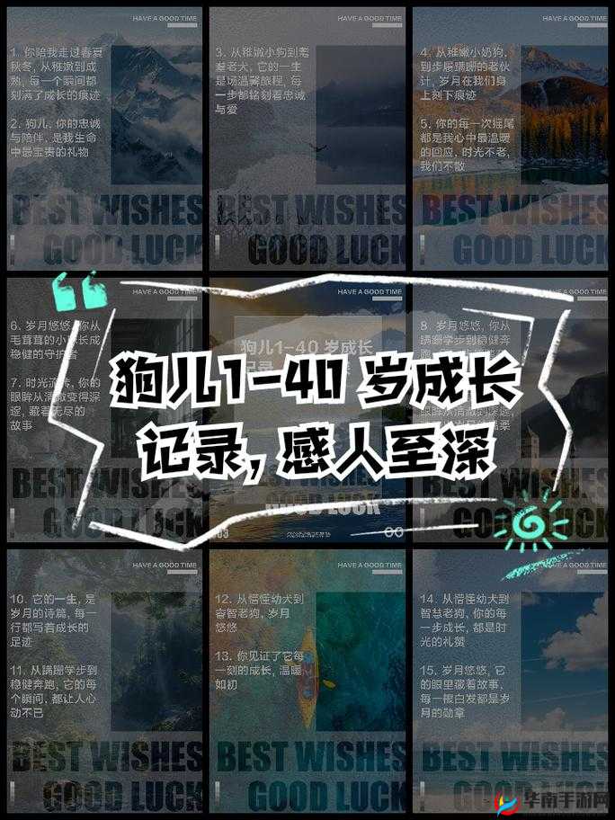 狗儿长大了 1-40：见证成长历程中的温暖与陪伴
