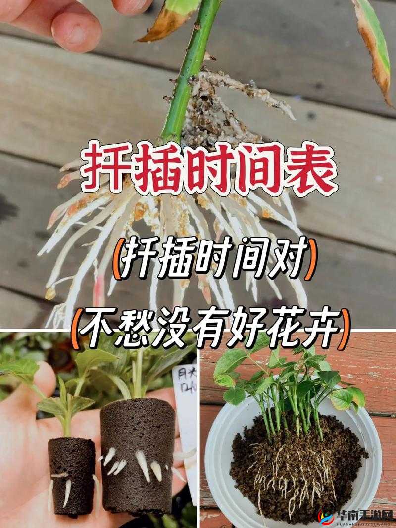 欧式 72 种扦插法注意事项完成优化上线要点