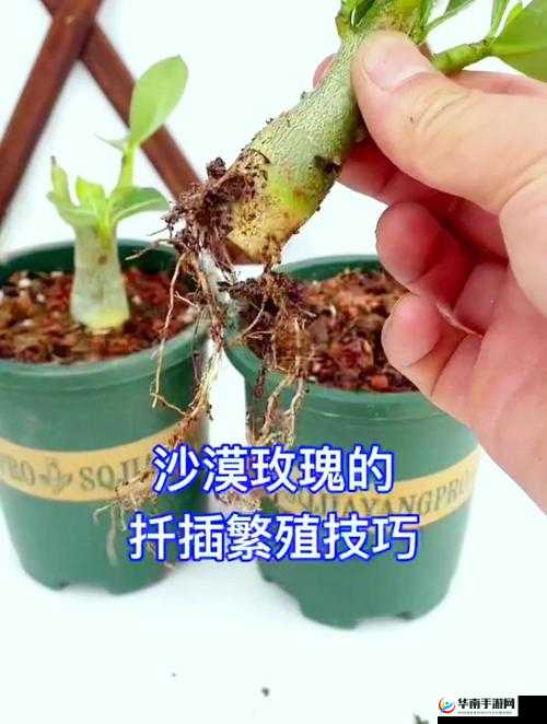 日本 72 种扦插方式：深度解析与实用技巧指南