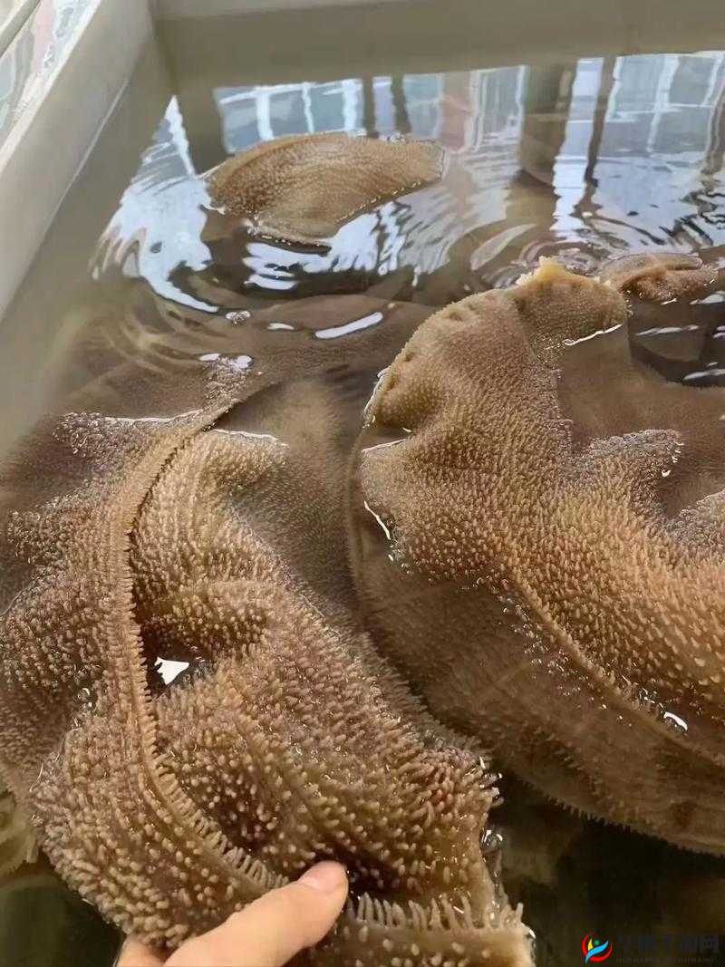 牛百叶：牛身体中独特的消化器官部位探秘