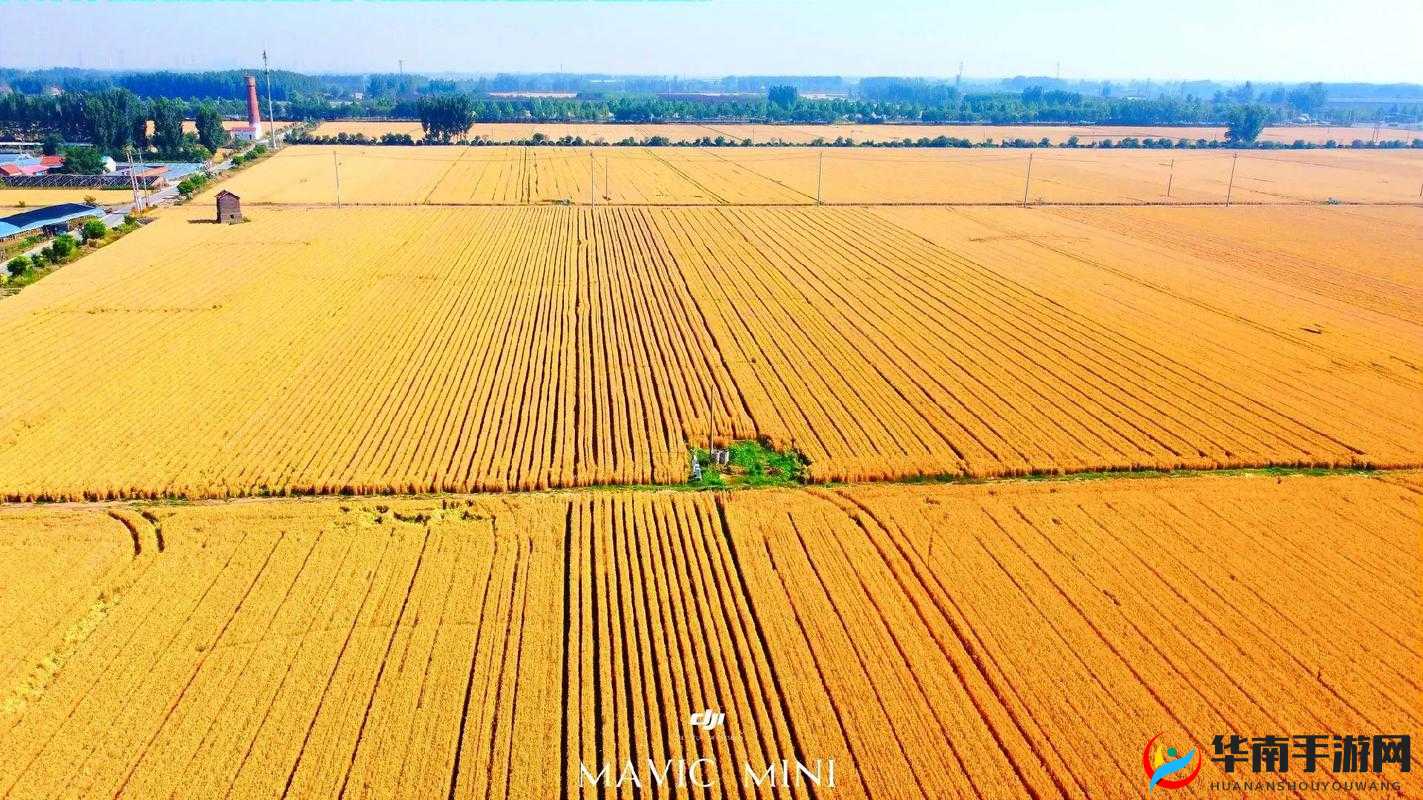 麦子地里的故事：躁动青春的别样乐章