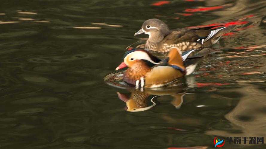 鸳鸯谱在线观看高清——经典影片不容错过