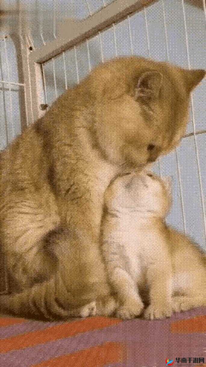 男朋友摸小兔子细节描写之爱意满满的温馨时刻