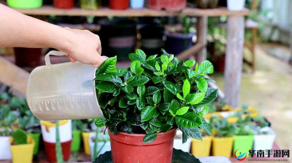 扣水的正确方法视频教程有哪些:如何正确扣水,让你的花卉茁壮成长