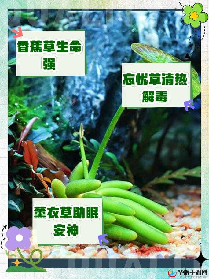 香蕉和忘忧草的区别在于外观口感营养价值等诸多方面