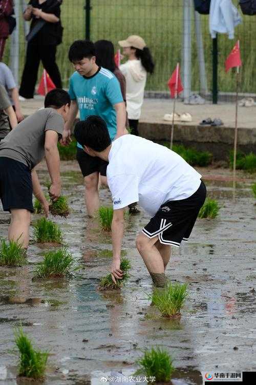 插秧：浪漫与亲密的差异