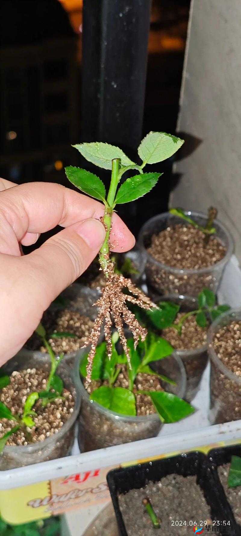 日本 72 种扦插方式：深入探究其历史起源与应用实践