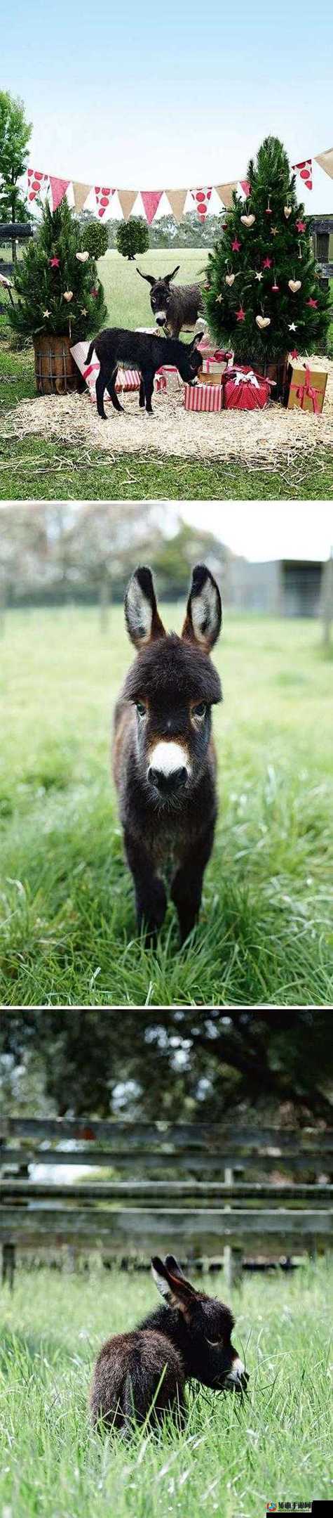傻大壮长的驴一样的东西真是让人不可思议又印象深刻啊
