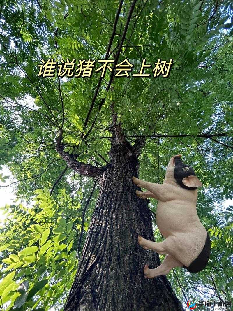 人与猪猪的奇妙故事：他们之间的温馨互动与深厚情感