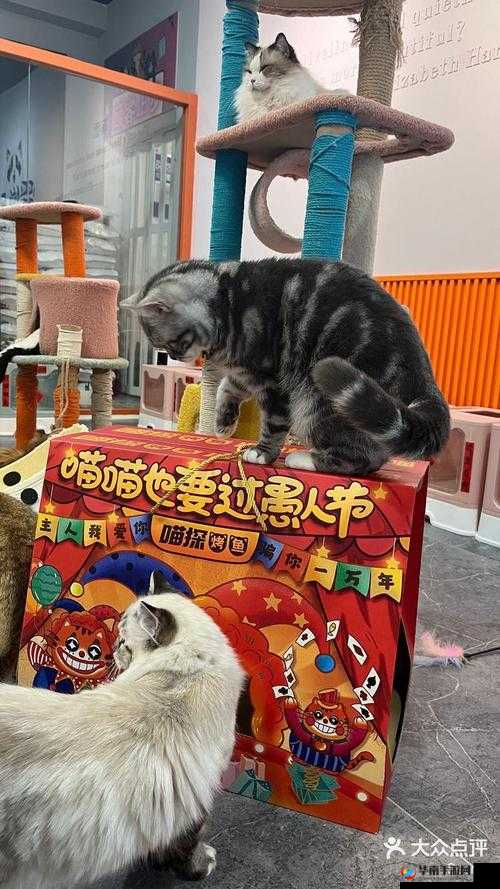 就喜欢听你叫 1V1 烤鱼猫：这是一种特别的情感表达