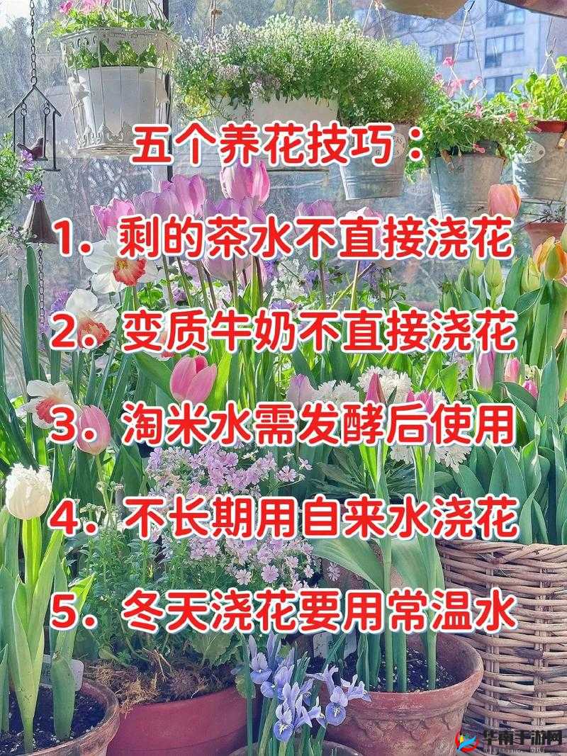 怎样照顾小花园的技巧:从选种到日常维护的全面指南