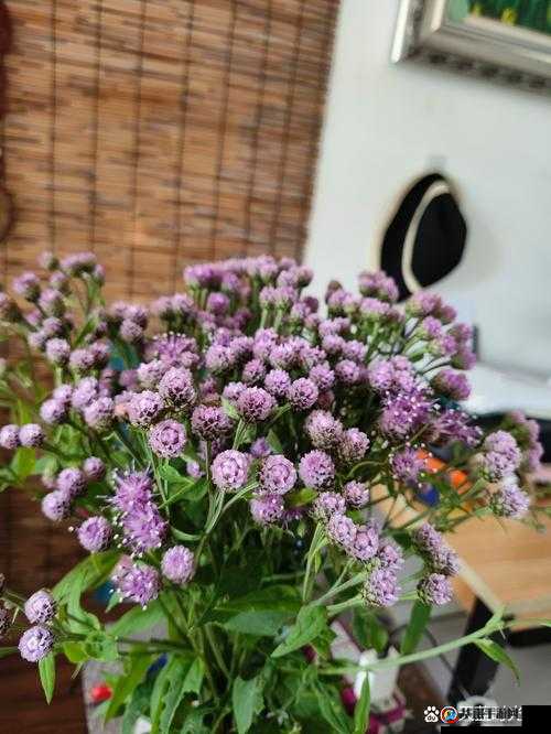 室友突然长出花 cue 怎么办：我们该如何应对这奇特现象