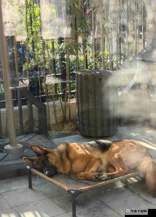 ZOOMSERVO 兽狗牧场:独特的犬类养殖模式与专业服务