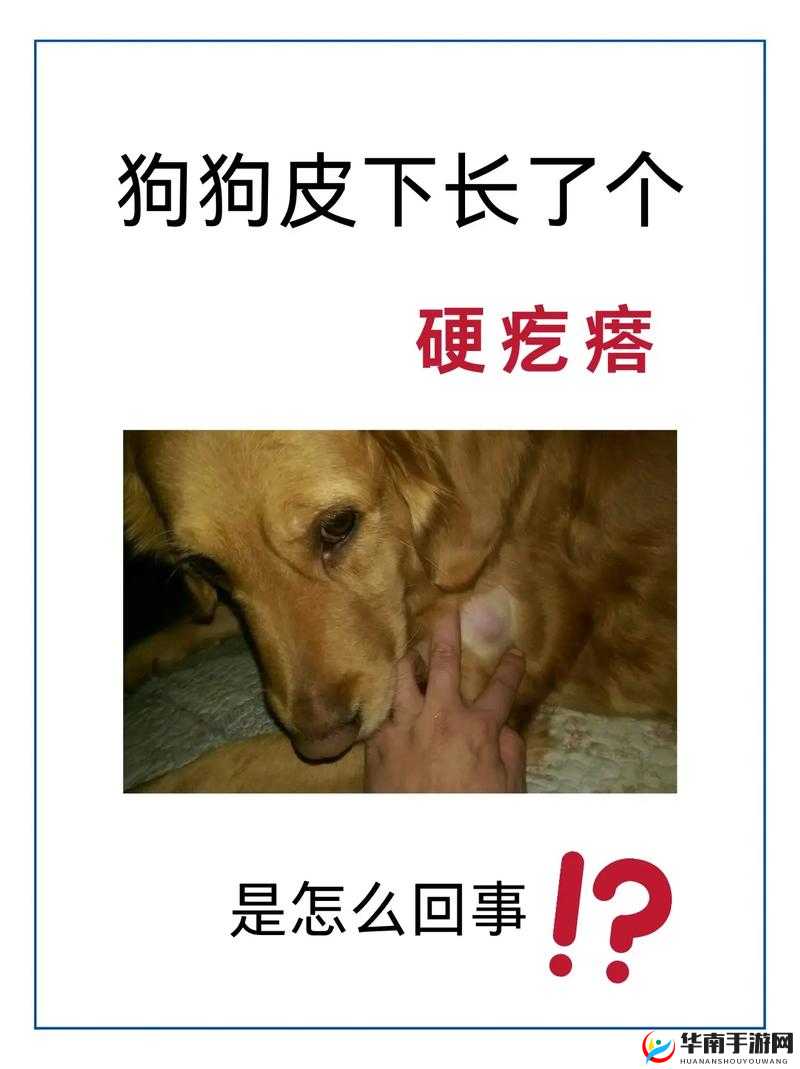 狗狗身上那又硬又烫的奇特之物引发的奇妙现象