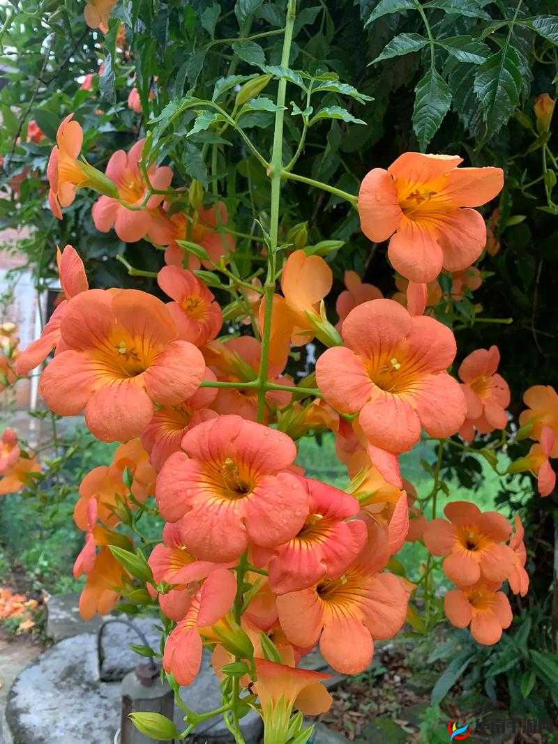 倒插莲花:一种奇特的植物生长形态,你见过吗?