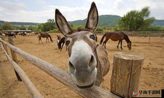傻大壮长着驴一样的东西是什么:令人惊叹的奇观