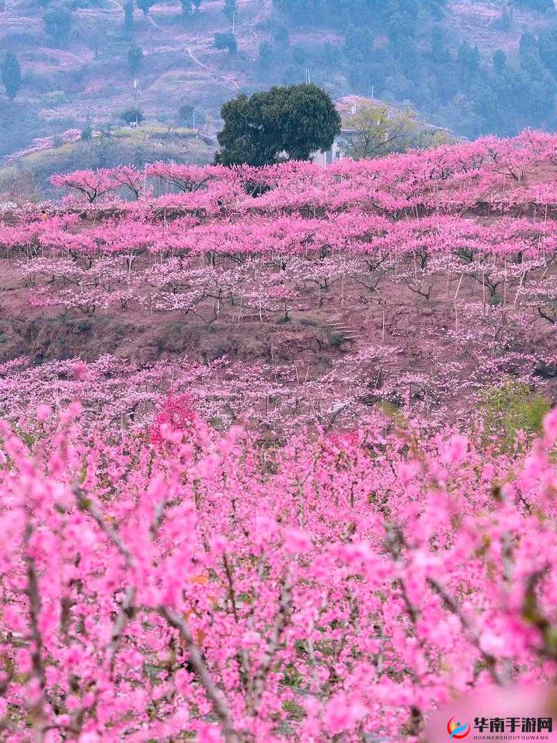 国色天香桃花朵朵开：带你领略春天的美丽与浪漫