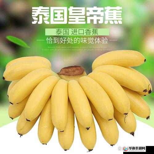 国产香蕉和进口香蕉价格大比拼：哪款更适合你的钱包？