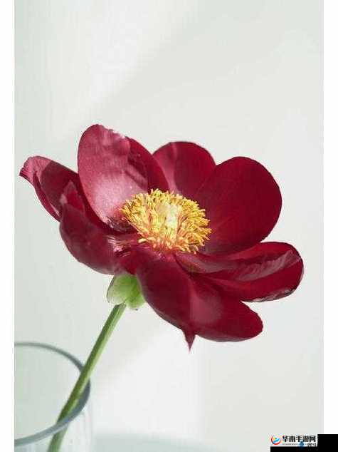 香软玉滑-林芍药-之美丽动人与独特气质展现