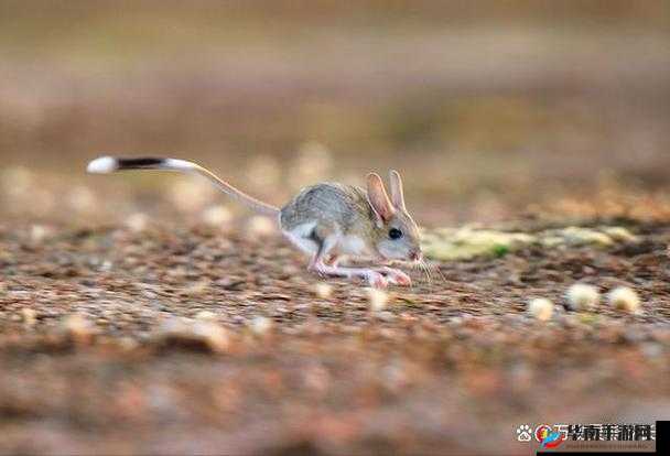 尺寸 1v1 长耳朵的兔子：超级可爱让人喜爱的萌宠形象