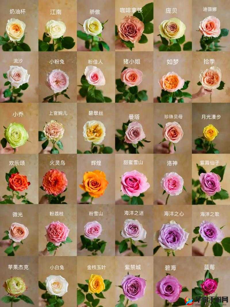 玫瑰系列价格对比：全面解析不同品种价格差异与特点