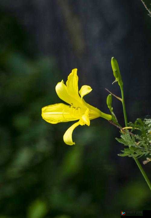 香蕉和忘忧草对焦虑的影响：你需要知道的一切