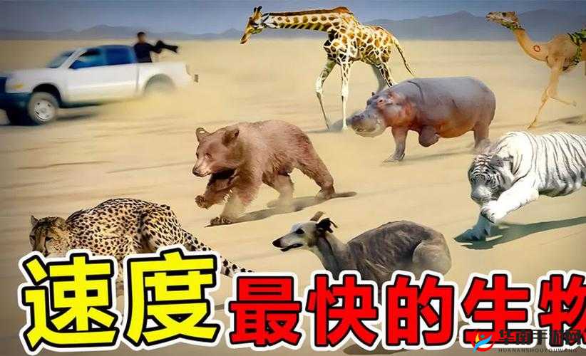 探秘 ZOOMSERVO 兽狗牧场：带你领略神秘而独特的动物世界