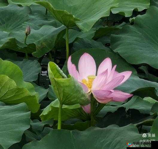 含苞待放的周延镇莹莹谜：一场等待绽放的艺术之花