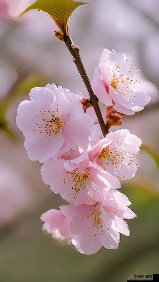 粉色水蜜桃和日本樱花区别之详细对比与特点解析