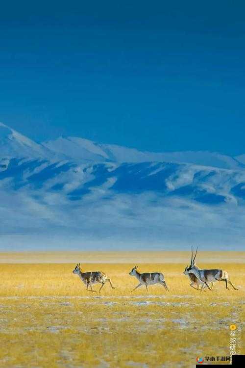 国产无人区:探索未知地域的神秘与挑战之旅