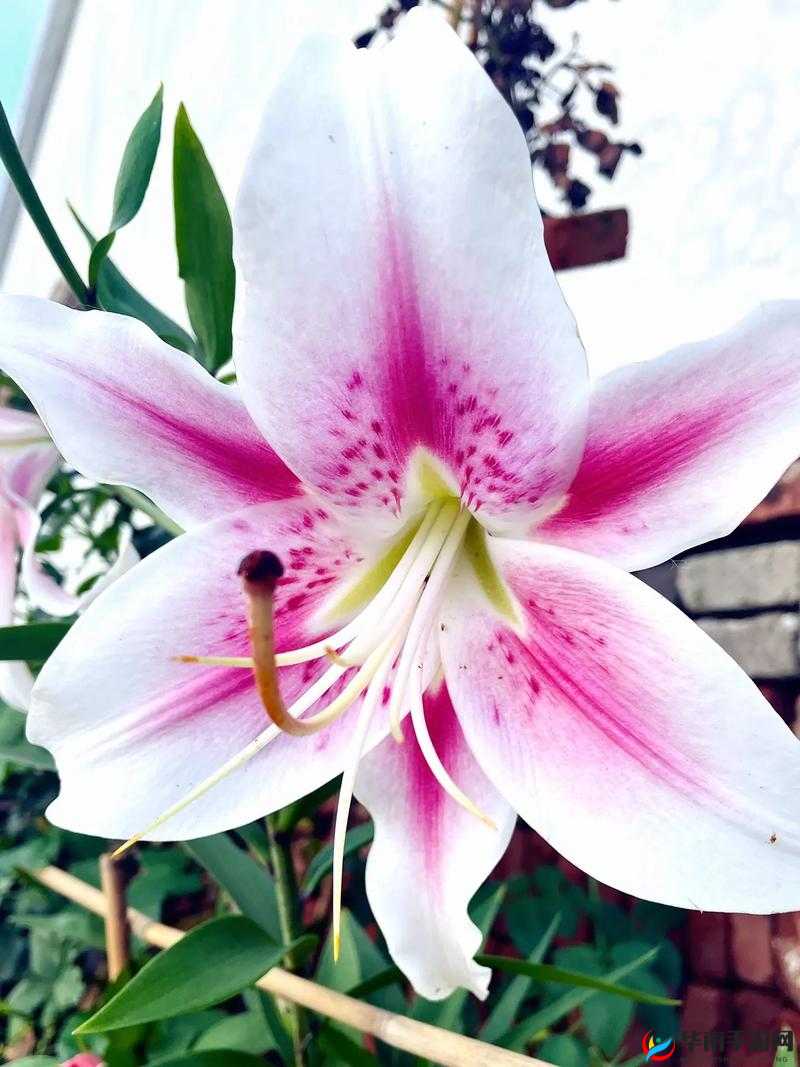 桃源深处有人家百合花怎么配色：探寻其色彩搭配的绝妙秘诀