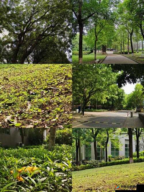 课后体育器材室下种：打造绿色校园的新举措