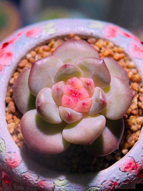 精产国品一二三产区糖心:高品质糖心的独特魅力