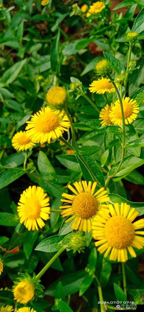 野火流明花今怎么样如今发展状况如何