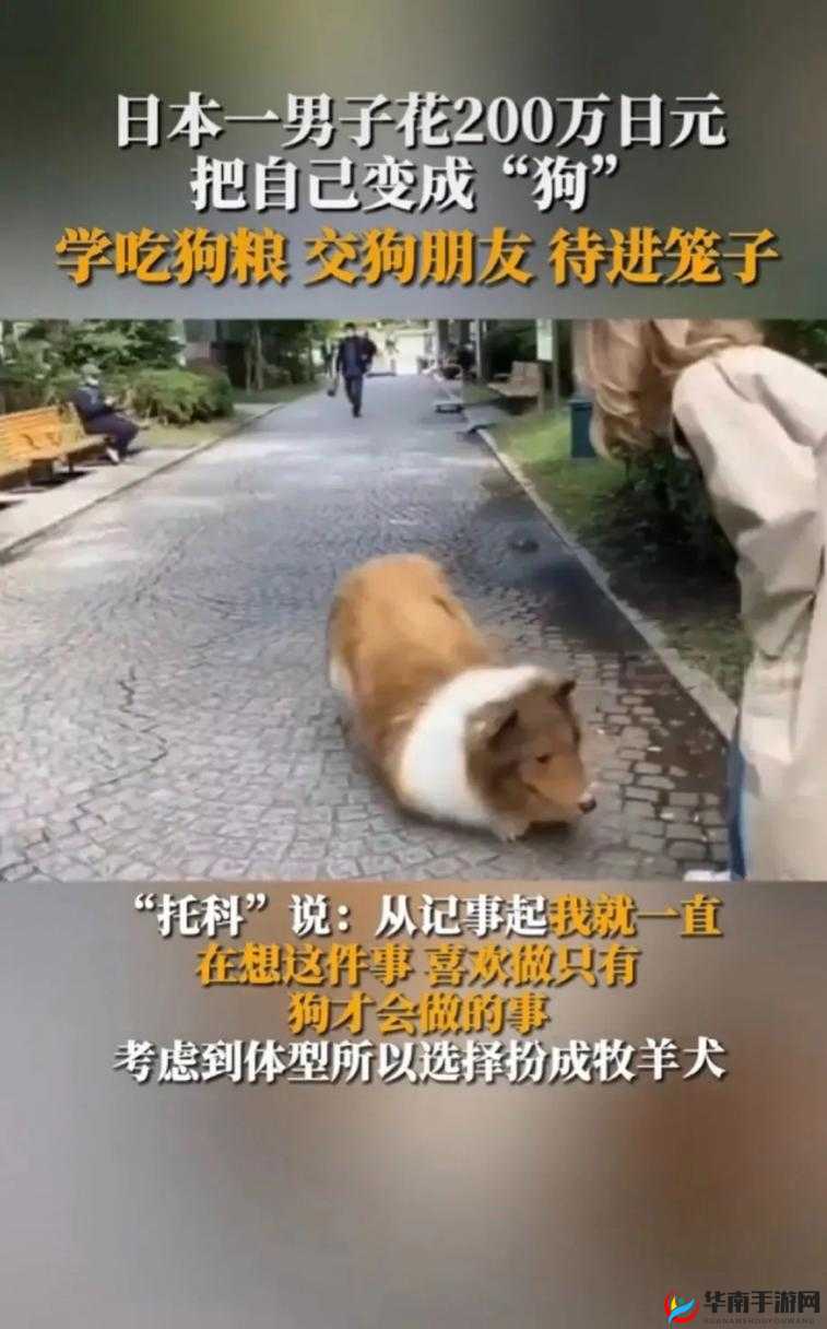 日本 MINDUP 狗与普通版对比之详细差异全面解析