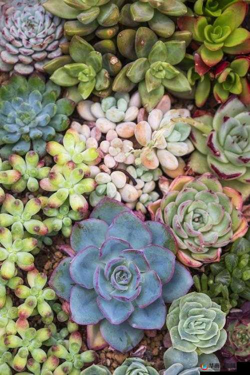 皇家共享小公主多肉的养护技巧：如何让其茁壮成长并展现独特魅力