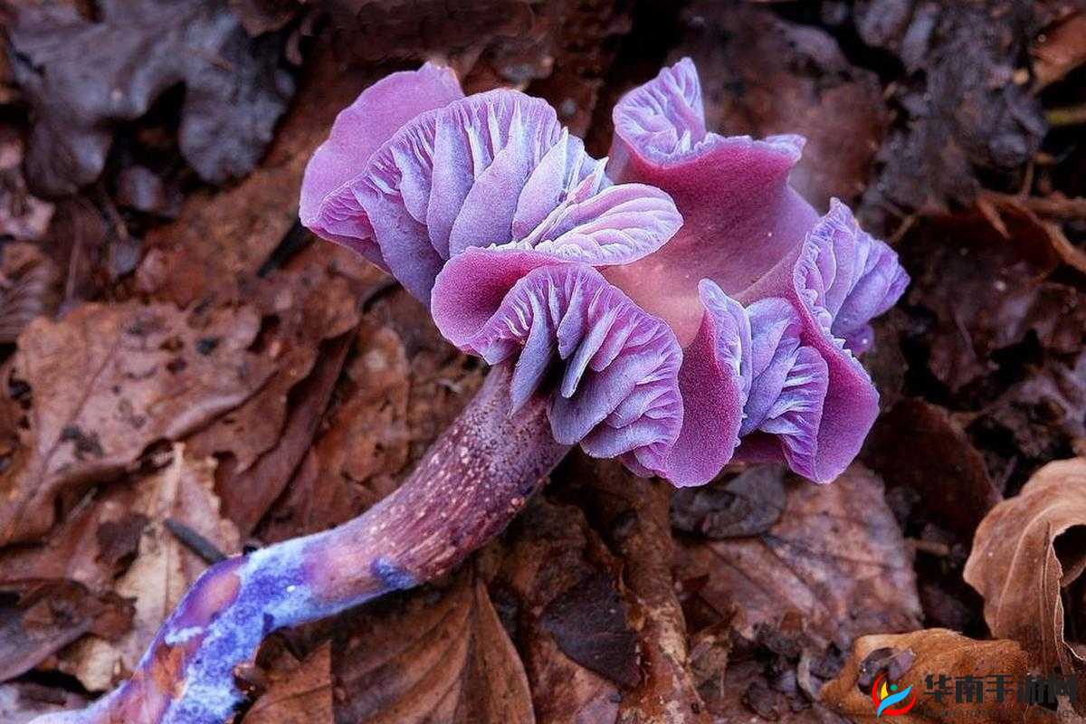 紫色的蘑菇根很粗大能吃吗：探索其食用安全性之谜