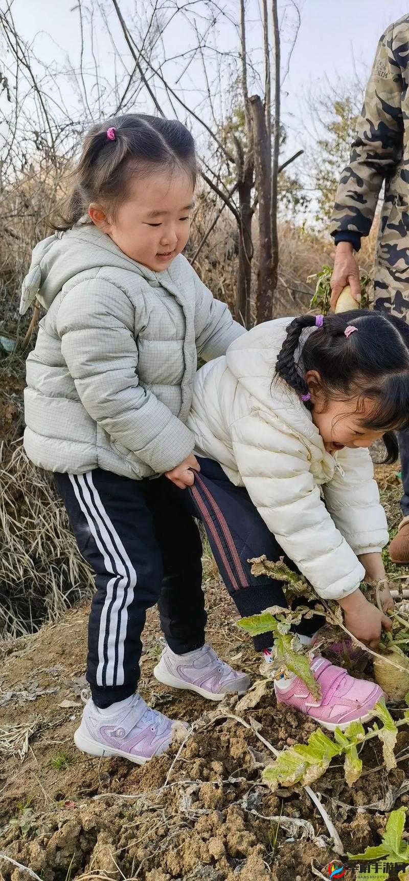 12 岁女孩拔萝卜最有效的一句：如何轻松拔出大萝卜
