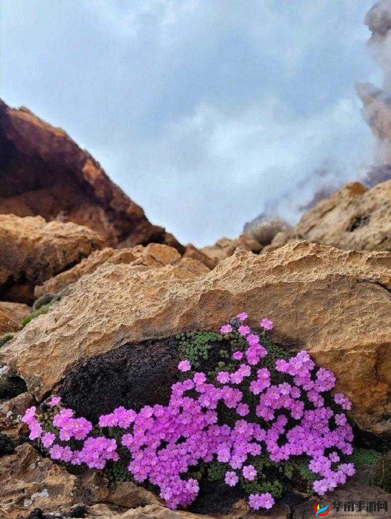 女生叫男生为自己含小花照片的奇妙经历