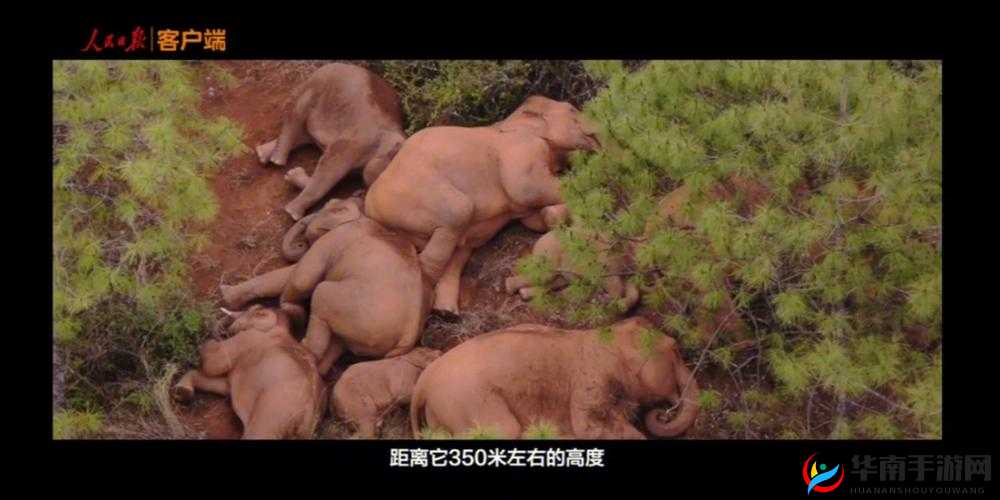 大象回家 2022 背后的秘密人口相关情况探究