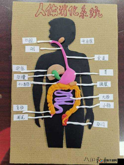 我成了生物课的教具篇 1：人体奥秘的探索之旅