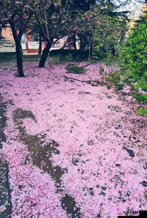 离别之花与盗花贼：さようなら花泥棒さん的故事