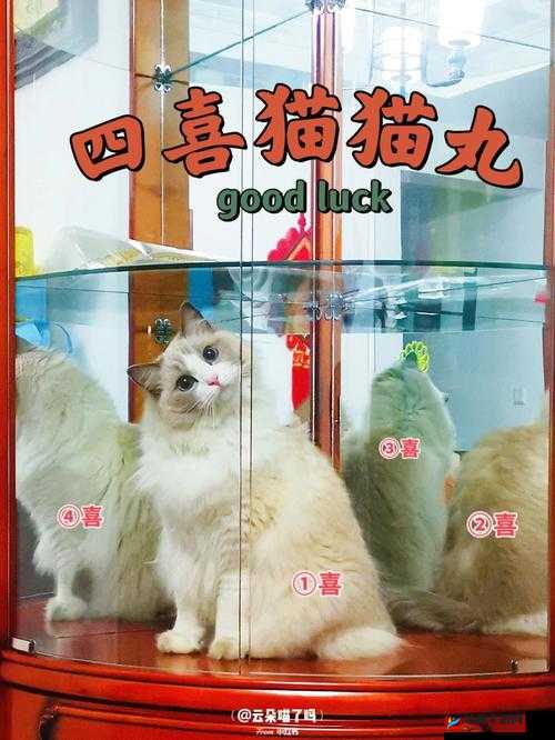 觊觎 1v2 猫丸:关于其的详细解读与深入分析