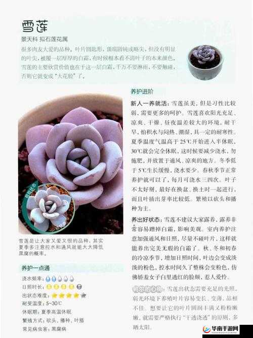 皇家共享小公主多肉的养护方法全解析