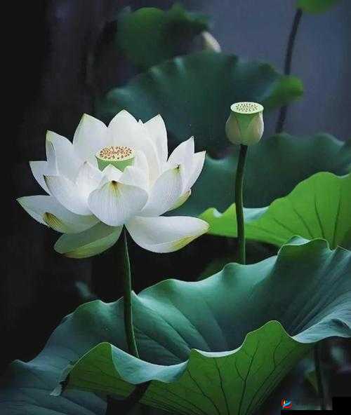 莲花 B 是什么样的：对其全面详细的分析与解读