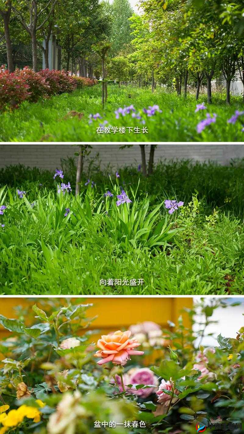 绿意盎然海角侄子:在大自然中绽放的青春与活力