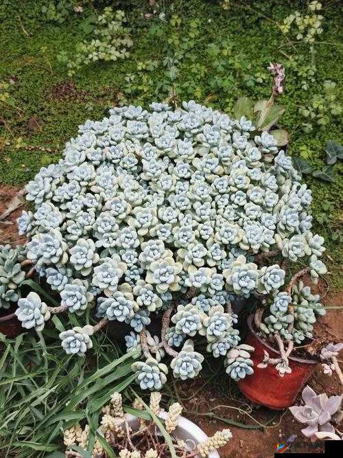 菊花留香:从多肉植物到文化符号的奇妙旅程