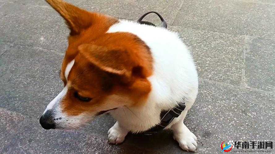 关于洗澡时 BBwBBwBBwBBW 毛的独特体验与思考