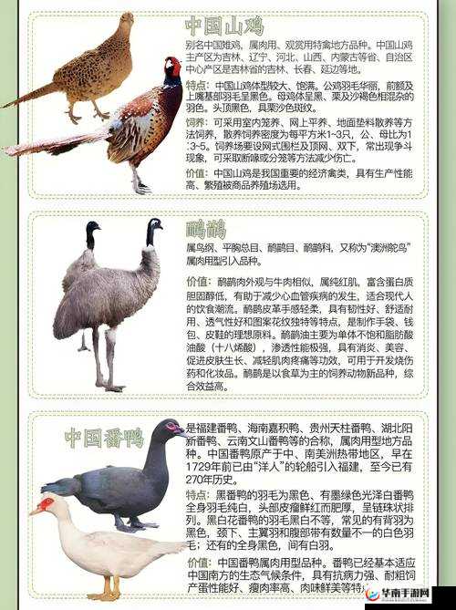 人与畜禽 CORPORATION：探索人与畜禽的奇妙关联与发展