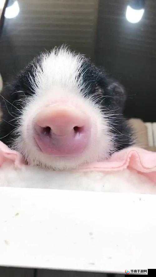 小猪视频草莓视频之类的：畅享无尽精彩视频